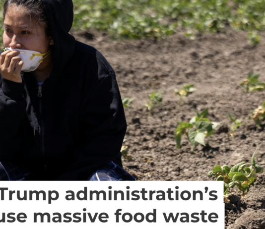A person sits in a field of crops after a raid by U.S. immigration agents. Blake Fagan/AFP via Getty Images